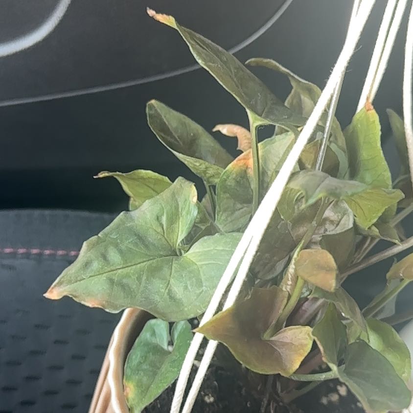 Photo of the plant species Blackeyed Susan Vine by @JocundFreesia62 named Foxxy on Greg, the plant care app