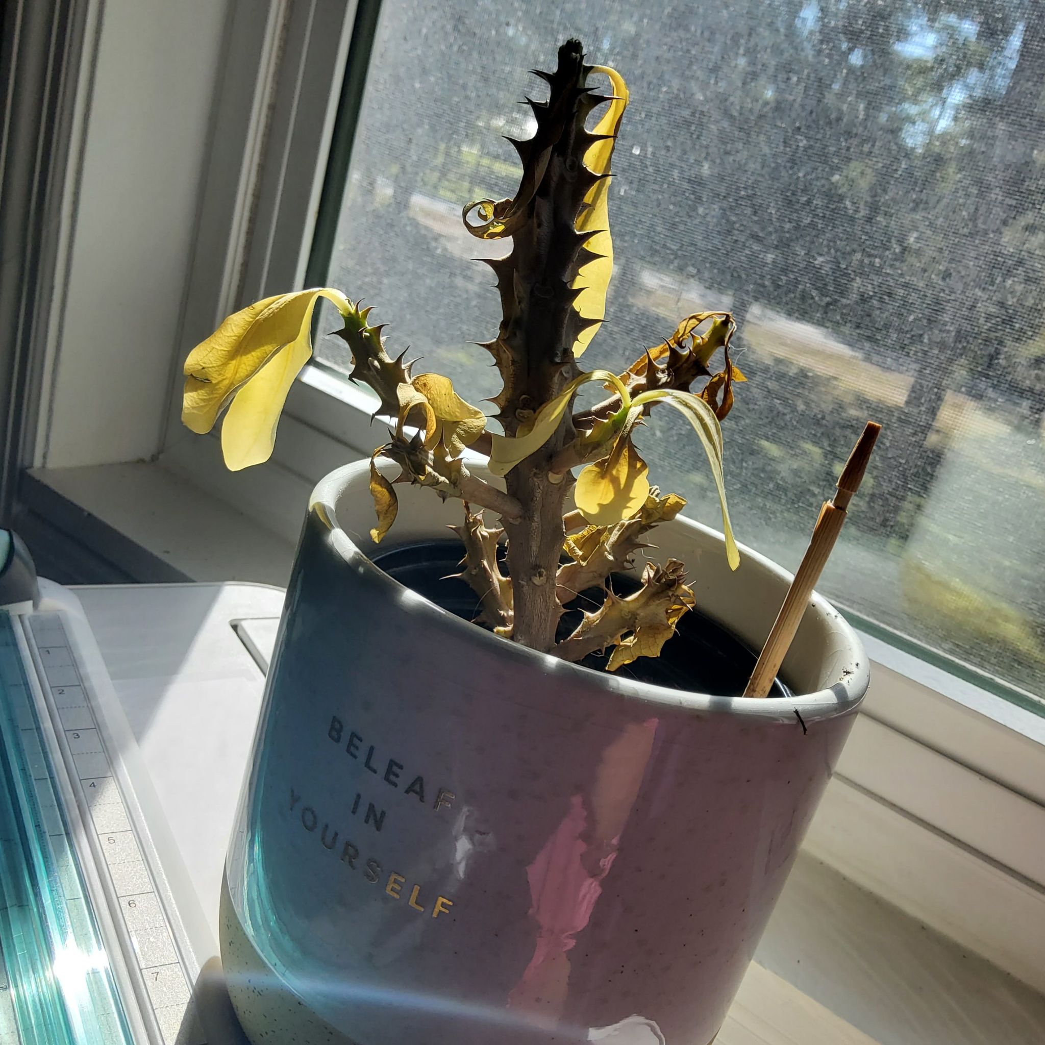 Photo of the plant species Crown of Thorns 'Thira' by @GiftedRuby68 named Apollo on Greg, the plant care app