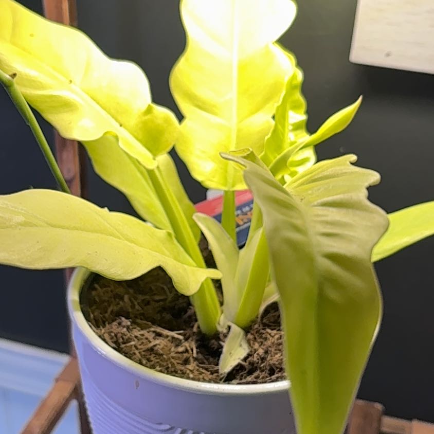 Photo of the plant species Golden croc by @ReassuringMum6 named Treeyoncé on Greg, the plant care app