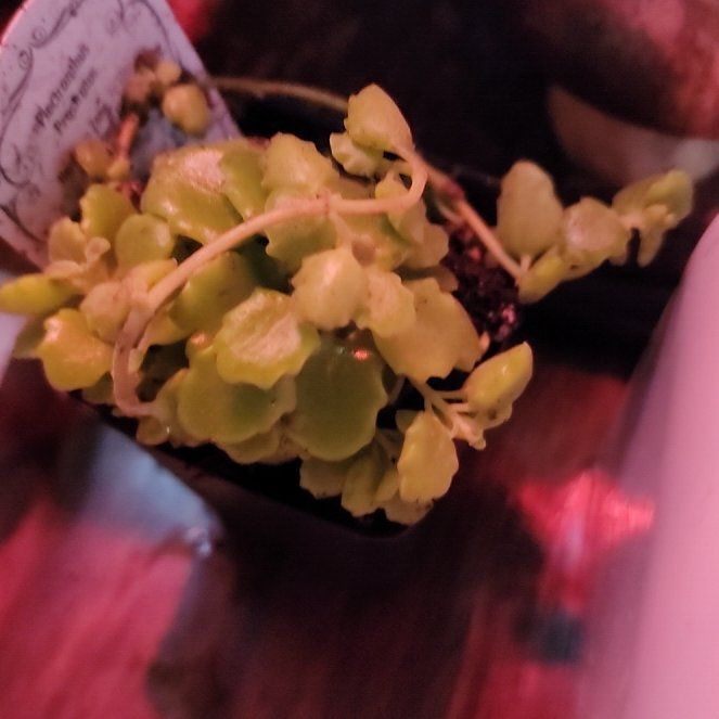 Photo of the plant species Pillow Plant by @SleekCatnip70 named Anthus on Greg, the plant care app