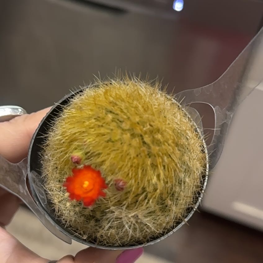 Photo of the plant species Scarlet Ball Cactus by @OrganicHautree5 named Mollie on Greg, the plant care app