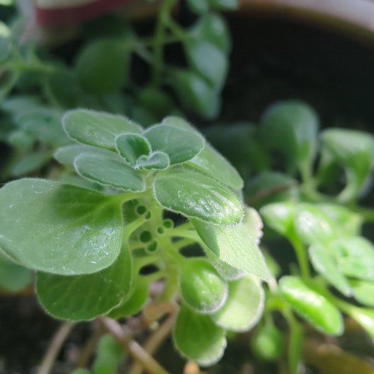 Photo of the plant species Cerveza n Lime by @DivineGreen named Mollie on Greg, the plant care app