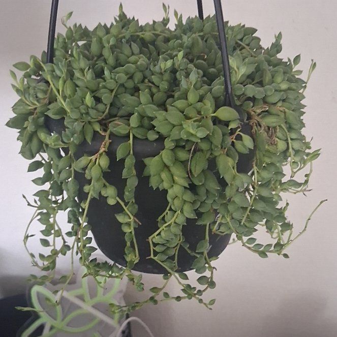 Photo of the plant species String Of Raindrops by @UniquelyKaro21 named Morticia on Greg, the plant care app