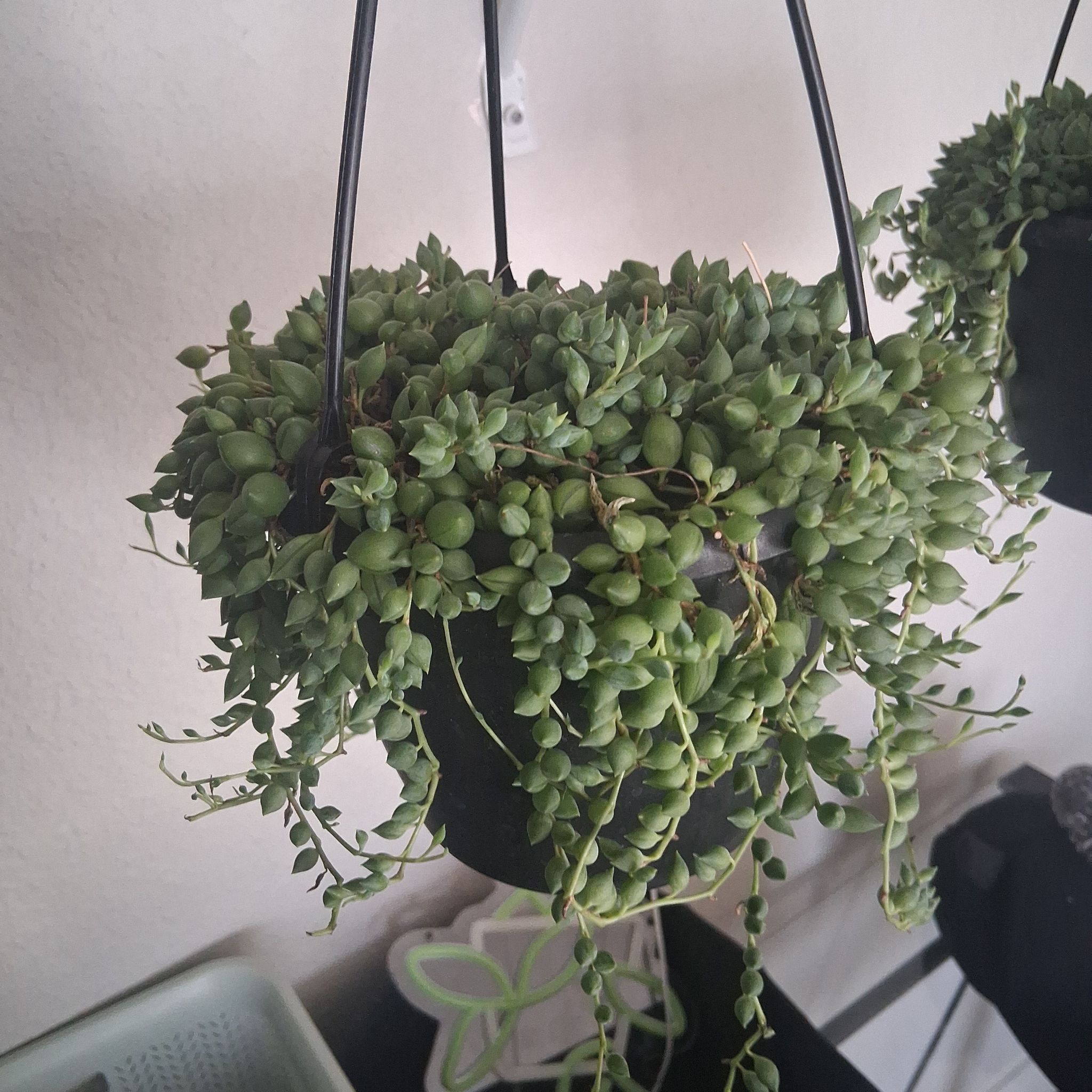 Photo of the plant species String Of Raindrops by @UniquelyKaro21 named Gomez on Greg, the plant care app