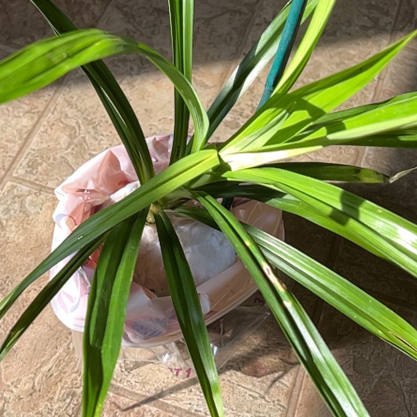 Photo of the plant species Pandan by @NewMoonorchid24 named Tree Diddy on Greg, the plant care app
