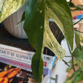 Photo of the plant species Epipremnum 'Split Leaf Glacier' by @PetRambutan56 named Madonna on Greg, the plant care app