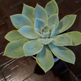 Photo of the plant species Echeveria 'Mar Azul' by @PetRambutan56 named Delilah on Greg, the plant care app