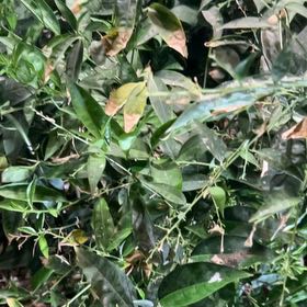 Photo of the plant species Creat by @HelperAnthurium named Girlfrond on Greg, the plant care app