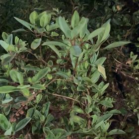 Photo of the plant species Tropical Milkweed by @HelperAnthurium named Drake on Greg, the plant care app