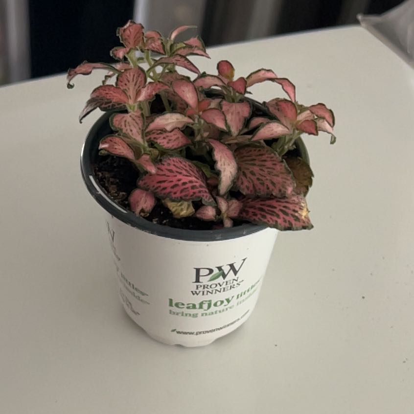 Photo of the plant species Dont Know by @HotDionysos29 named Bigleef Smalls on Greg, the plant care app