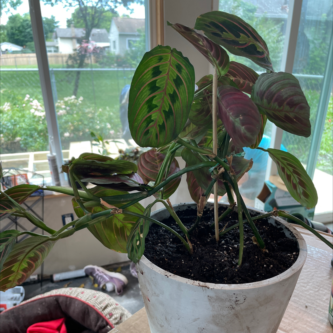Green Prayer Plant plant photo by @CKOH named David on Greg, the plant care app.