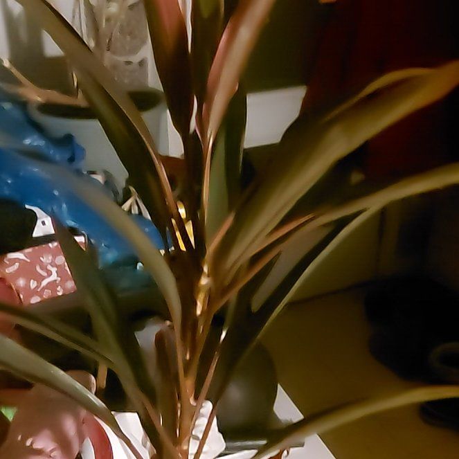 Photo of the plant species Cordyline fruticosa 'Pink Diamond' by @YoungJubaea16 named Luna on Greg, the plant care app