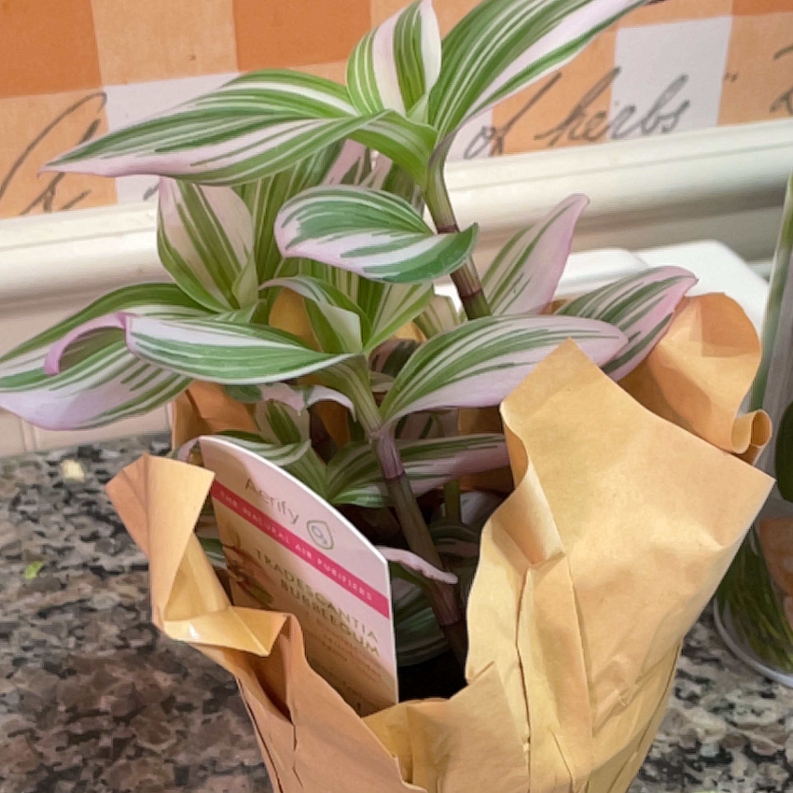 Tradescantia Bubblegum plant with variegated leaves in a pot wrapped in brown paper.