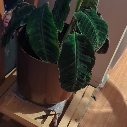 Photo of the plant species Calathea Warscewiczii by @RadAposeris78 named Eva (Bieber) on Greg, the plant care app
