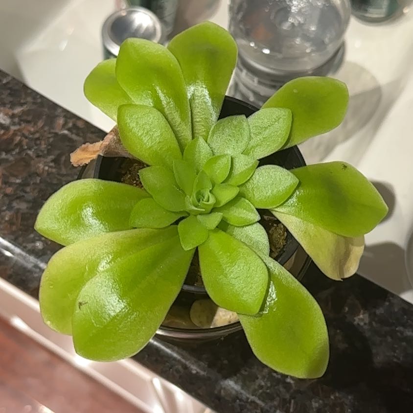 Photo of the plant species Mexican Butterwort by @SwellMint8 named Tree Diddy on Greg, the plant care app