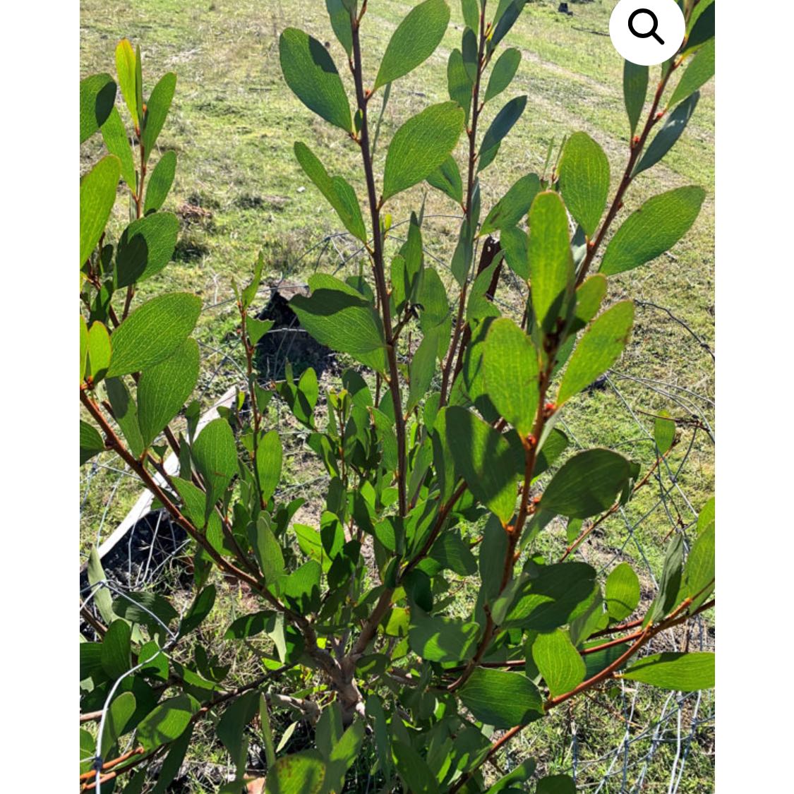 Photo of the plant species Blackwood by @TotalBabytoes52 named Lavender on Greg, the plant care app