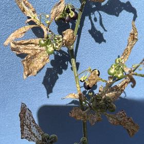 Photo of the plant species American Black Nightshade by @TotalBabytoes52 named Hamilton on Greg, the plant care app