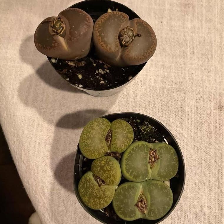 Smi-lithops