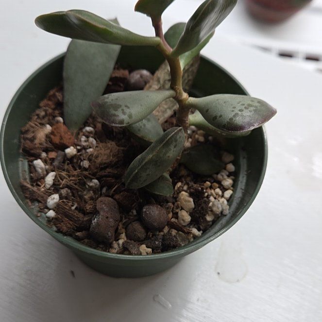 Photo of the plant species Calico Heart by @WinCapsicum62 named Ulysses S Plant on Greg, the plant care app