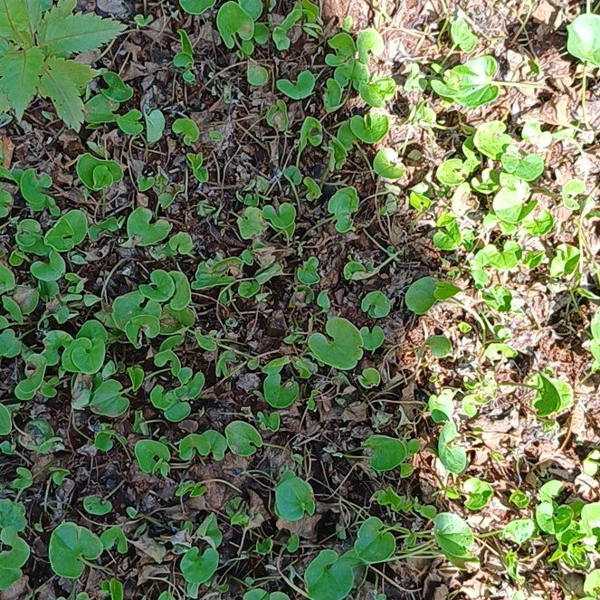 Photo of the plant species Asian Ponysfoot by @BonusRattleweed named Luna on Greg, the plant care app