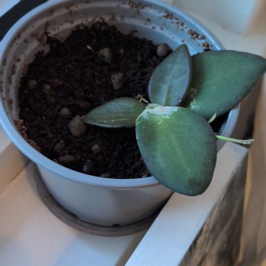Photo of the plant species Hoya parviflora by @BestTreeonion91 named Hoya on Greg, the plant care app