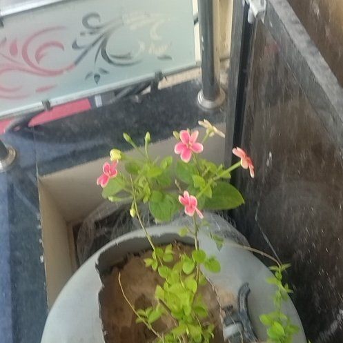 Photo of the plant species Chinese Honeysuckle by @ProLippia3 named ChloroPhil on Greg, the plant care app
