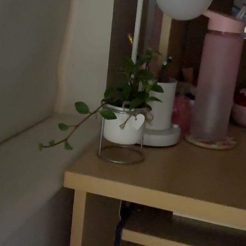 Photo of the plant species Peperomia 'Amigo Marcello' by @AceGalega9 named Sofia on Greg, the plant care app