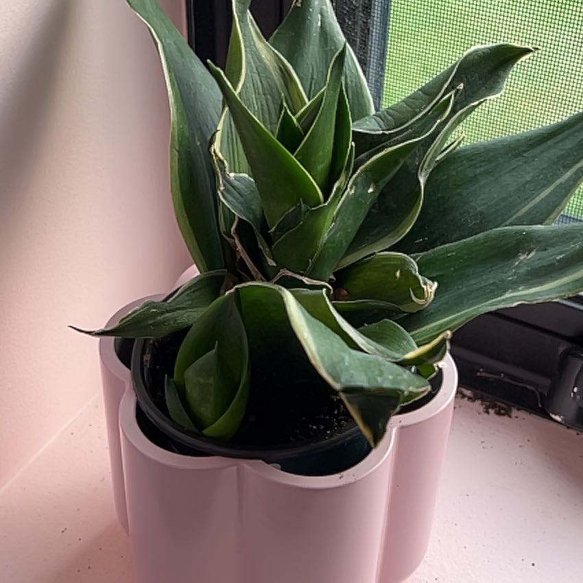 Photo of the plant species Birdsnest by @ProBoneset25 named Beatrix on Greg, the plant care app