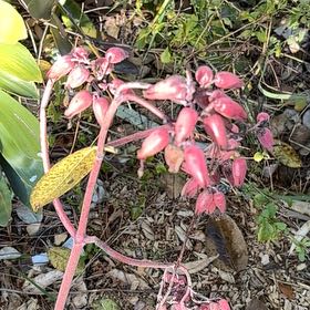 Photo of the plant species Milky Widow's Thrill by @YeveRedpine33 named Dolores on Greg, the plant care app