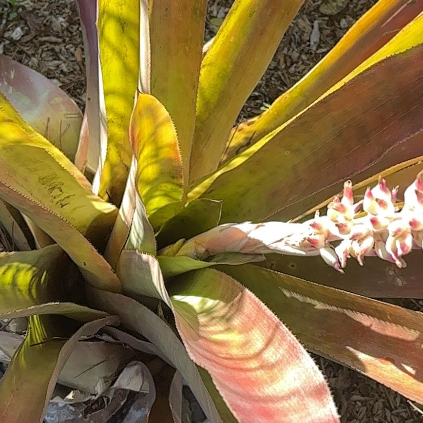 Photo of the plant species Mescal by @YeveRedpine33 named Prince on Greg, the plant care app