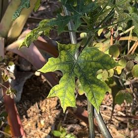 Photo of the plant species Chaya by @YeveRedpine33 named Harmony on Greg, the plant care app