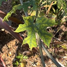 Photo of the plant species Chaya by @YeveRedpine33 named Naomi on Greg, the plant care app