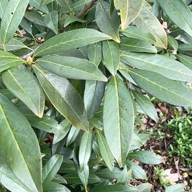 Photo of the plant species California Bay Laurel by @ProBalsam68 named Sahara on Greg, the plant care app