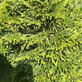 Photo of the plant species Ginger Pine by @ProBalsam68 named Spike Leaves on Greg, the plant care app