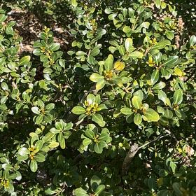 Photo of the plant species Box-Leaved Holly by @ProBalsam68 named Taylor Swift on Greg, the plant care app