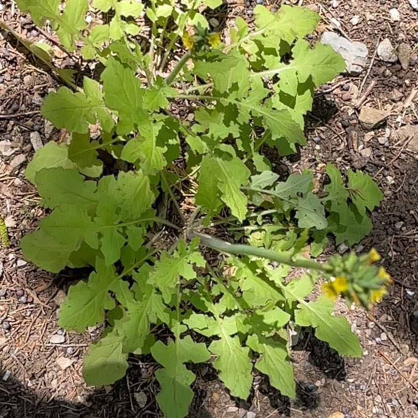 Photo of the plant species Oriental False Hawksbeard by @ProBalsam68 named Mochi on Greg, the plant care app