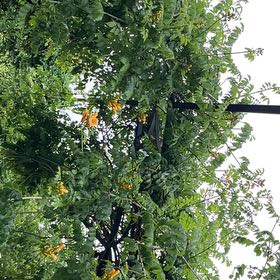 Photo of the plant species Cape Honeysuckle by @ProBalsam68 named Doja Cat on Greg, the plant care app