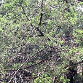 Photo of the plant species Atlantic White Cedar by @ProBalsam68 named Hemingway on Greg, the plant care app