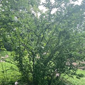Photo of the plant species Hardy Orange by @ProBalsam68 named Kardashian on Greg, the plant care app
