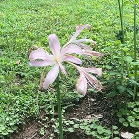 Photo of the plant species Resurrection Lily by @ProBalsam68 named Drake on Greg, the plant care app