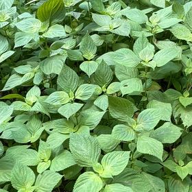 Photo of the plant species Beefsteak Plant by @ProBalsam68 named Daphne on Greg, the plant care app