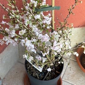 Photo of the plant species Weeping Fuji Cherry by @DebonairWeed named Kojo no mai on Greg, the plant care app