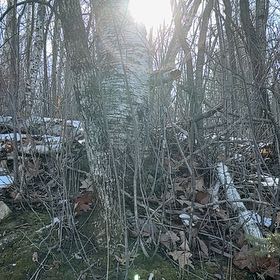 Photo of the plant species Maiden Grass by @AbleAposeris70 named Drake on Greg, the plant care app