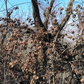 Photo of the plant species Golden Rain Tree by @AbleAposeris70 named Apollo on Greg, the plant care app