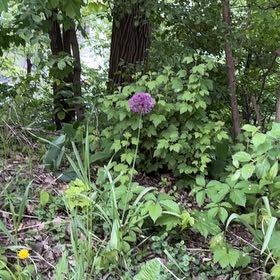 Photo of the plant species Wild Leek by @AbleAposeris70 named LiloStitch on Greg, the plant care app