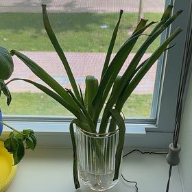 Photo of the plant species Green Onion by @AbleAposeris70 named Beckham on Greg, the plant care app