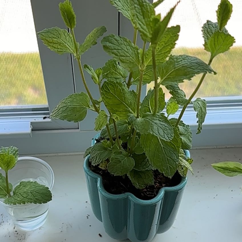 Photo of the plant species Apple Mint by @Faithsfriends named Altoid on Greg, the plant care app