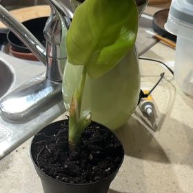 Photo of the plant species Philodendron White Wizard by @Faithsfriends named Harmony on Greg, the plant care app