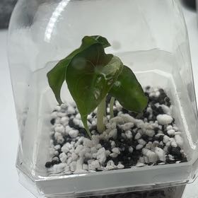 Photo of the plant species Alocasia 'Venom' by @Faithsfriends named snakebite on Greg, the plant care app