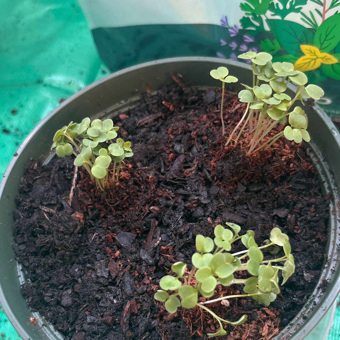 Photo of the plant species Garden Rocket by @Faithsfriends named Reggie on Greg, the plant care app